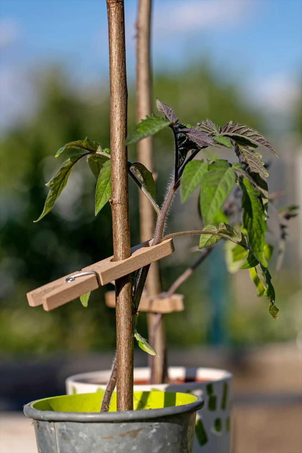 Paquet de 20 pinces à plantes (All)