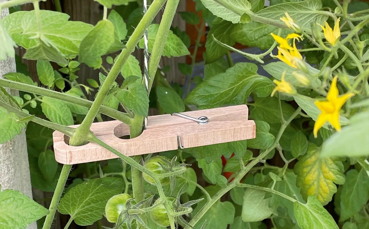Pince à plantes individuelle en bois de hêtre 11,5 cm (All)