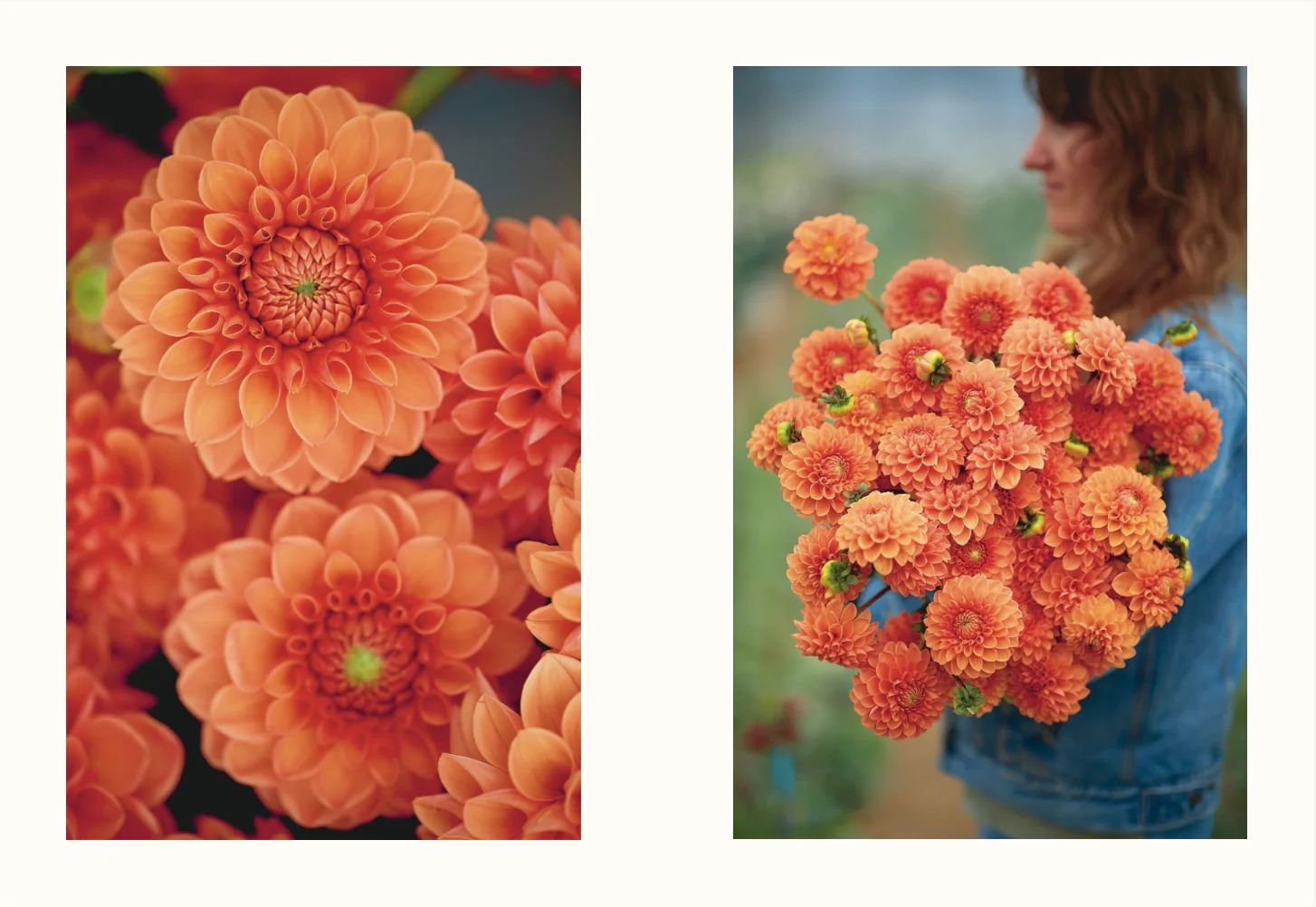 Floramama, Du jardin au bouquet : tout sur la culture des fleurs (Qc)