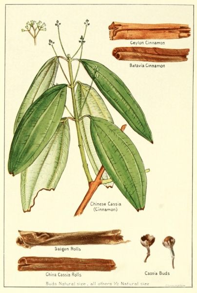 Abondance (32ml)