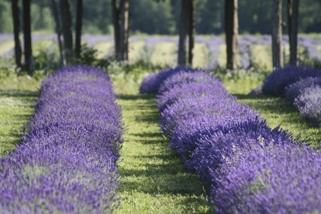 Lavande vraie biologique (Esp)