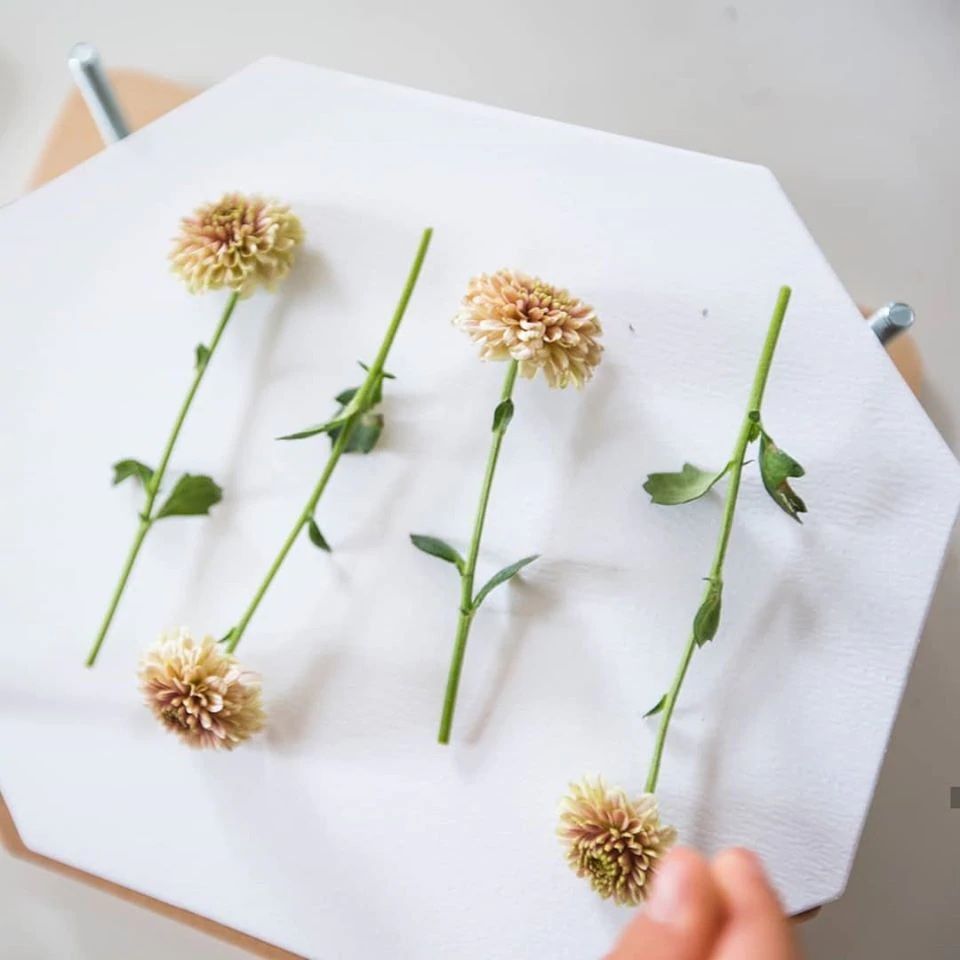 Le Botaniste - Presse à fleur