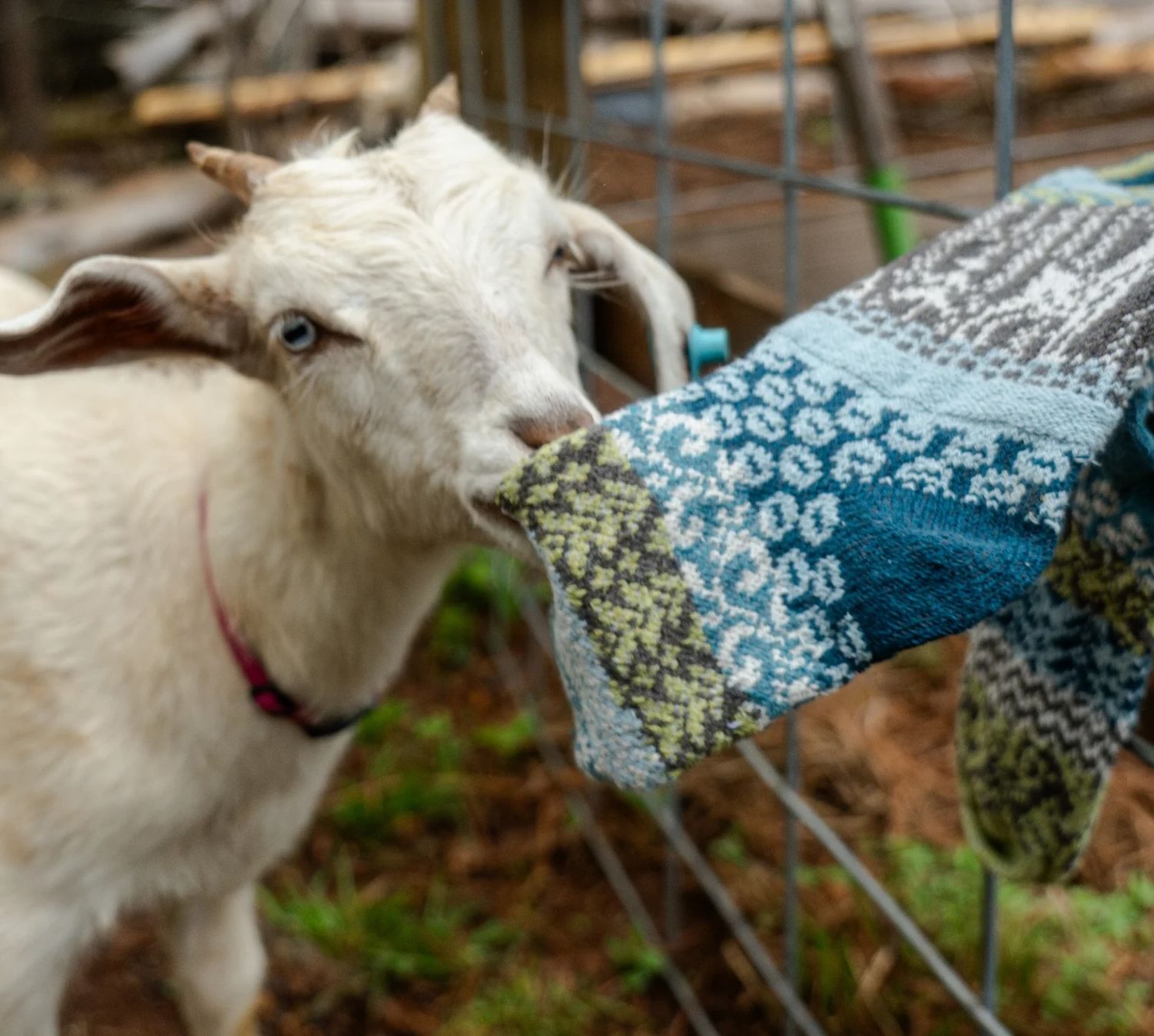 Chausettes Solmate en coton 100% recyclé