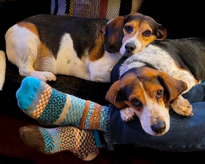 Chausettes Solmate en laine merino et coton 100% recyclés