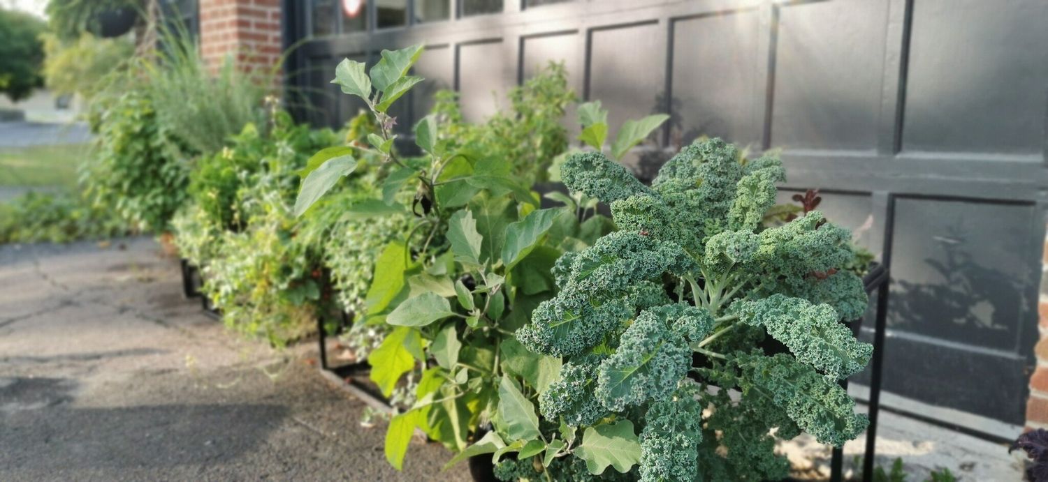 Jardinière Capillaire Écologique - Saison 2026 (Mex)