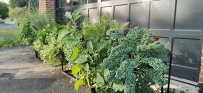 Jardinière Capillaire Écologique - Saison 2026 (Mex)
