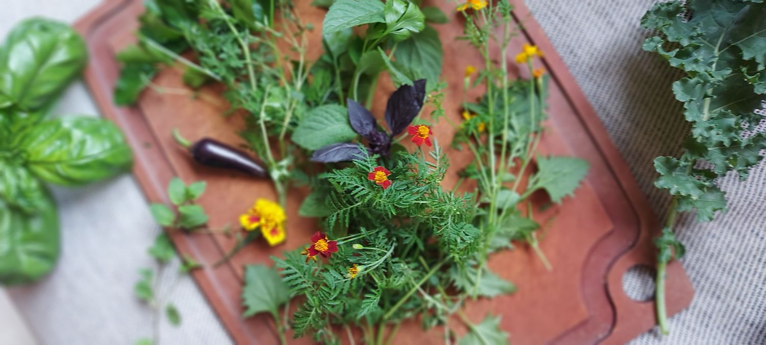 Jardinière Capillaire Écologique - Saison 2026 (Mex)
