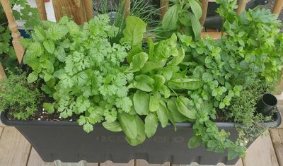 Jardinière Capillaire Écologique - Saison 2026 (Mex)