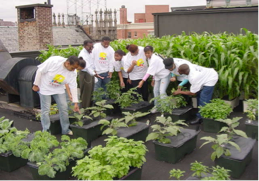 Jardinière Capillaire Écologique - Saison 2026 (Mex)