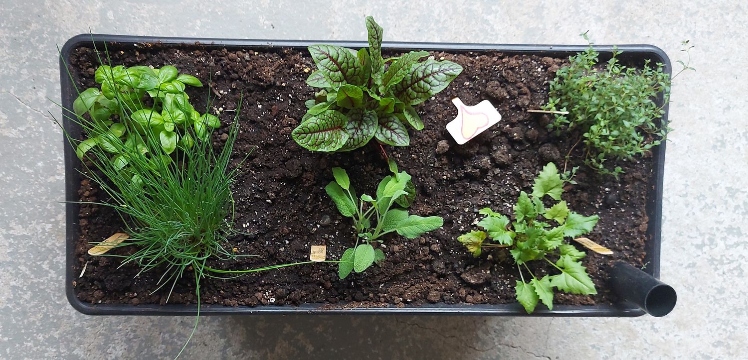 JARDIN Clé-en-main pour la JARDINIÈRE CAPILLAIRE (Qc)