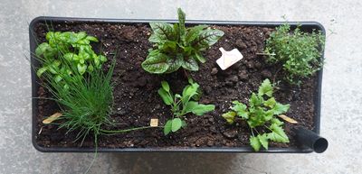 JARDIN Clé-en-main pour la JARDINIÈRE CAPILLAIRE (Qc)