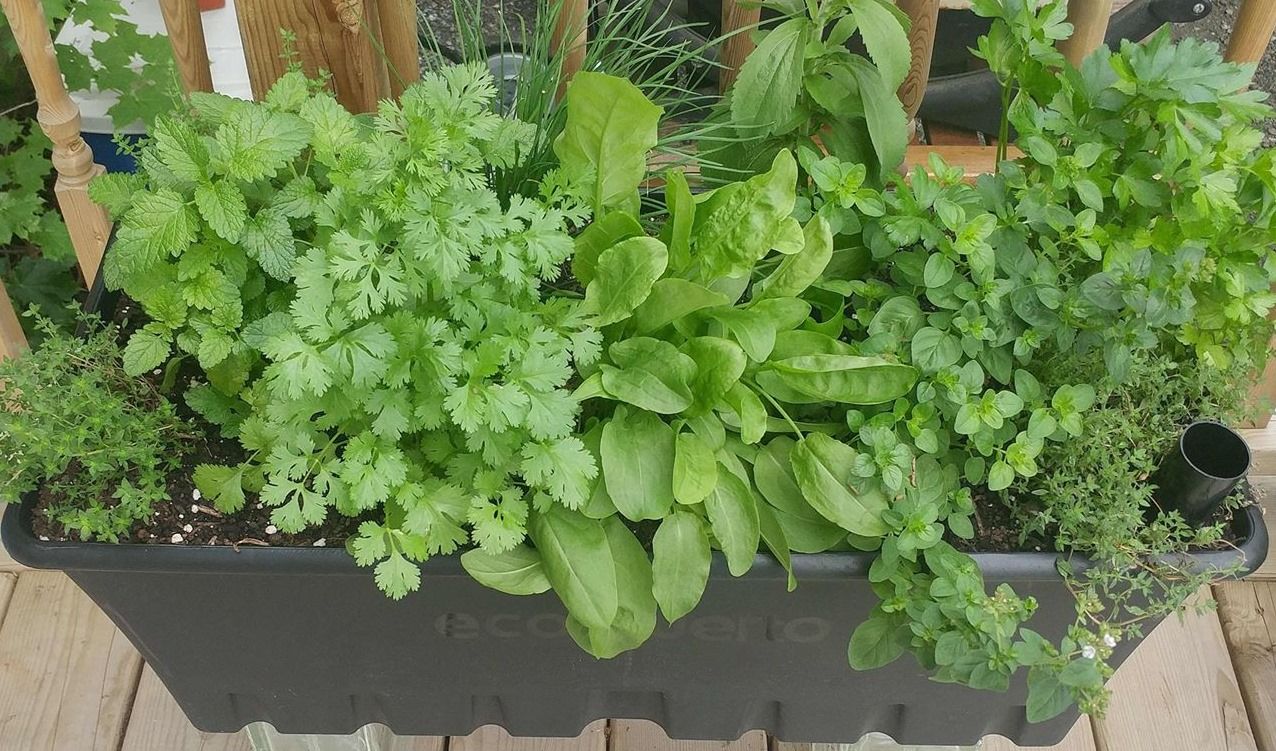 JARDIN Clé-en-main pour la JARDINIÈRE CAPILLAIRE (Qc)