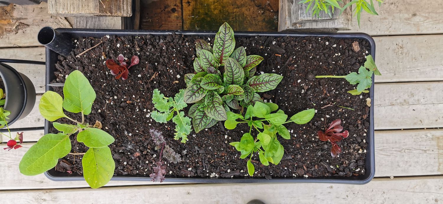 JARDIN Clé-en-main pour la JARDINIÈRE CAPILLAIRE (Qc)