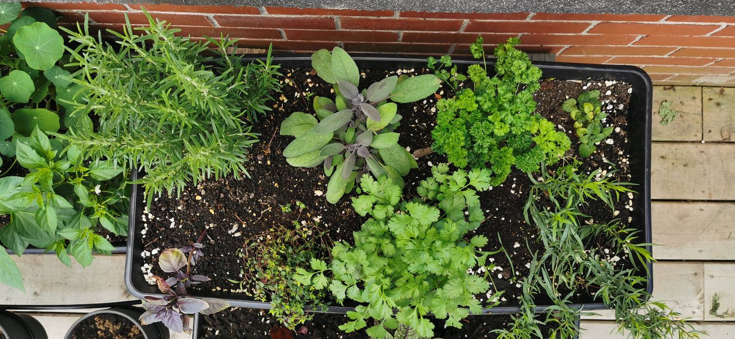 JARDIN Clé-en-main pour la JARDINIÈRE CAPILLAIRE (Qc)