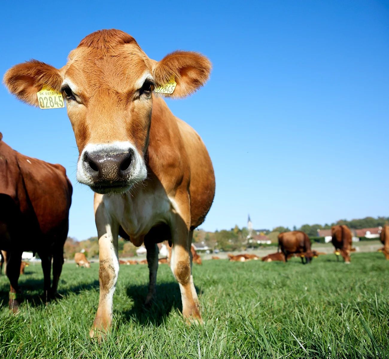 16 AVRIL 2026 : Deuxième dégustation de fromages de l'année avec Yannick Achim