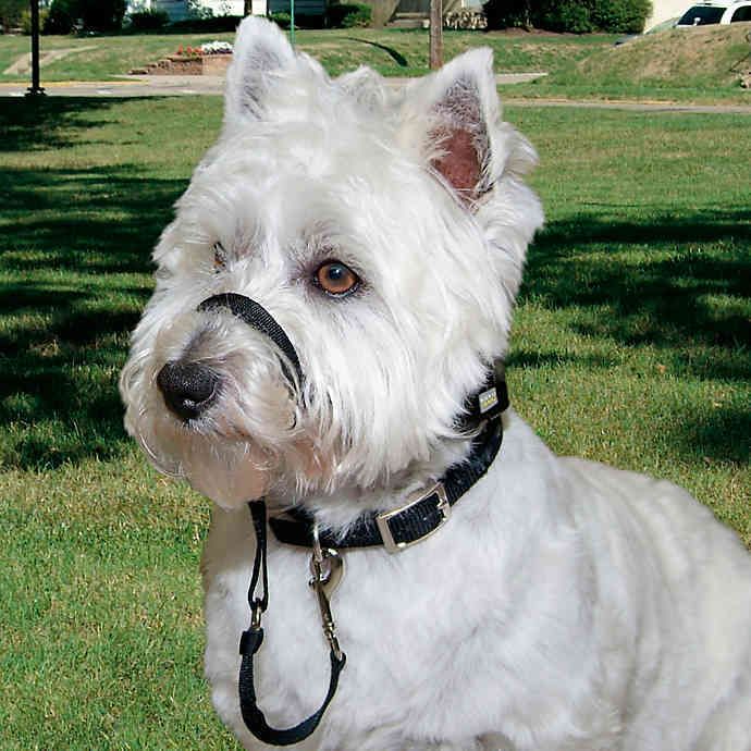 Walk&#39;Ntrain Xsmall Head Halter