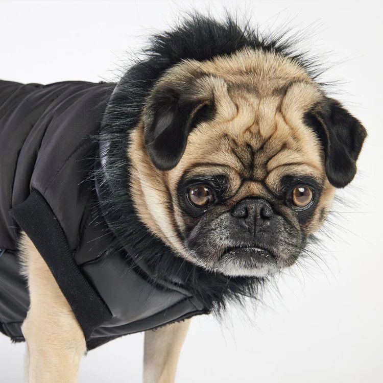 Silver Paw Xs Quilted Jacket Hoodie Black
