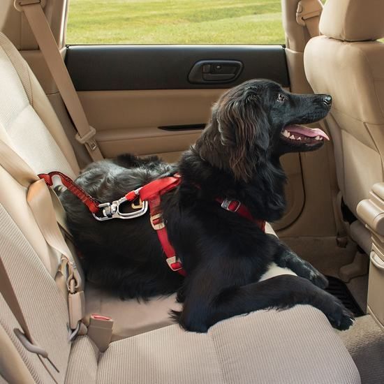 Kurgo Swivel Tether Red Dog 1pc