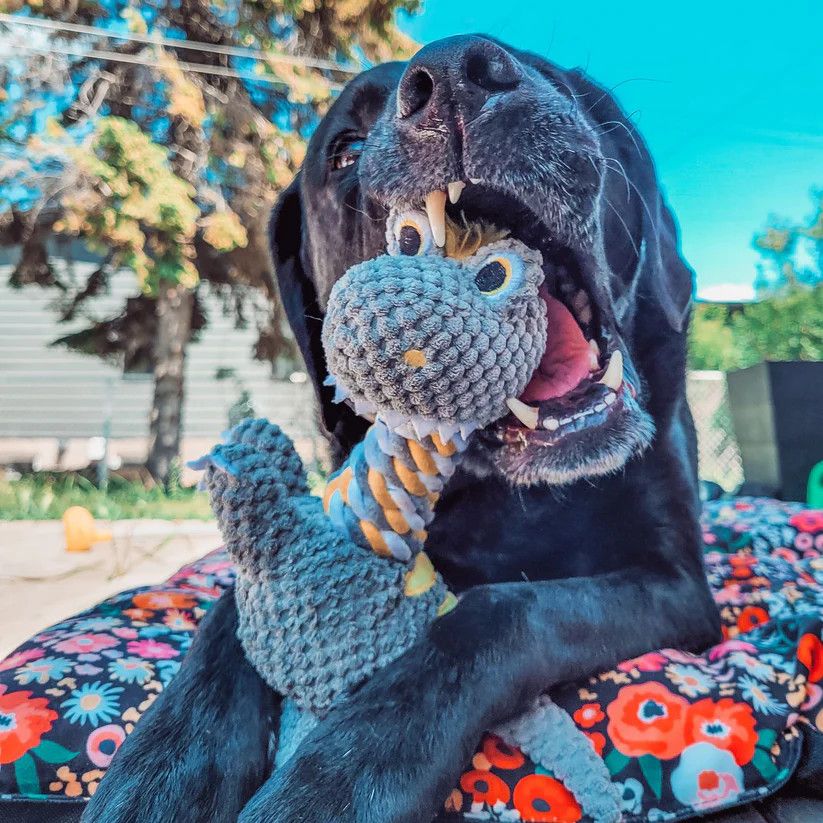 Be One Breed Rope Neck Dog Plush &#39;Rex The Dino&#39;