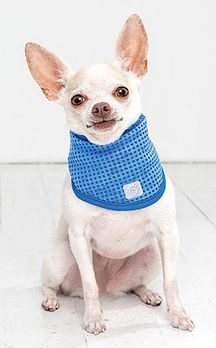 GF Pet Ice Band Blue Small Medium Dog