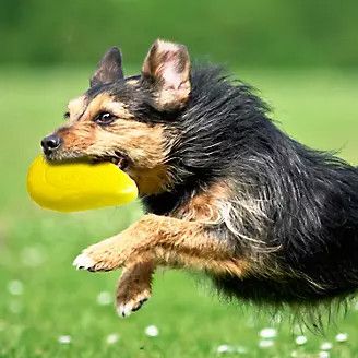 Godog Rhinoplay Flip Junior Yellow