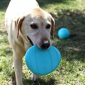 Godog Rhinoplay Flip Teal