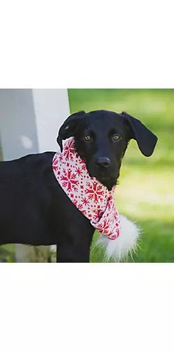 Hugglehound Scarf Medium