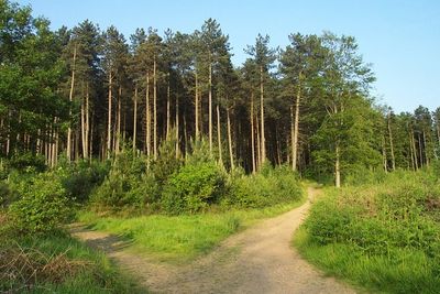 Cannock Chase Ghost Hunt &amp; BBQ 5th July 2025