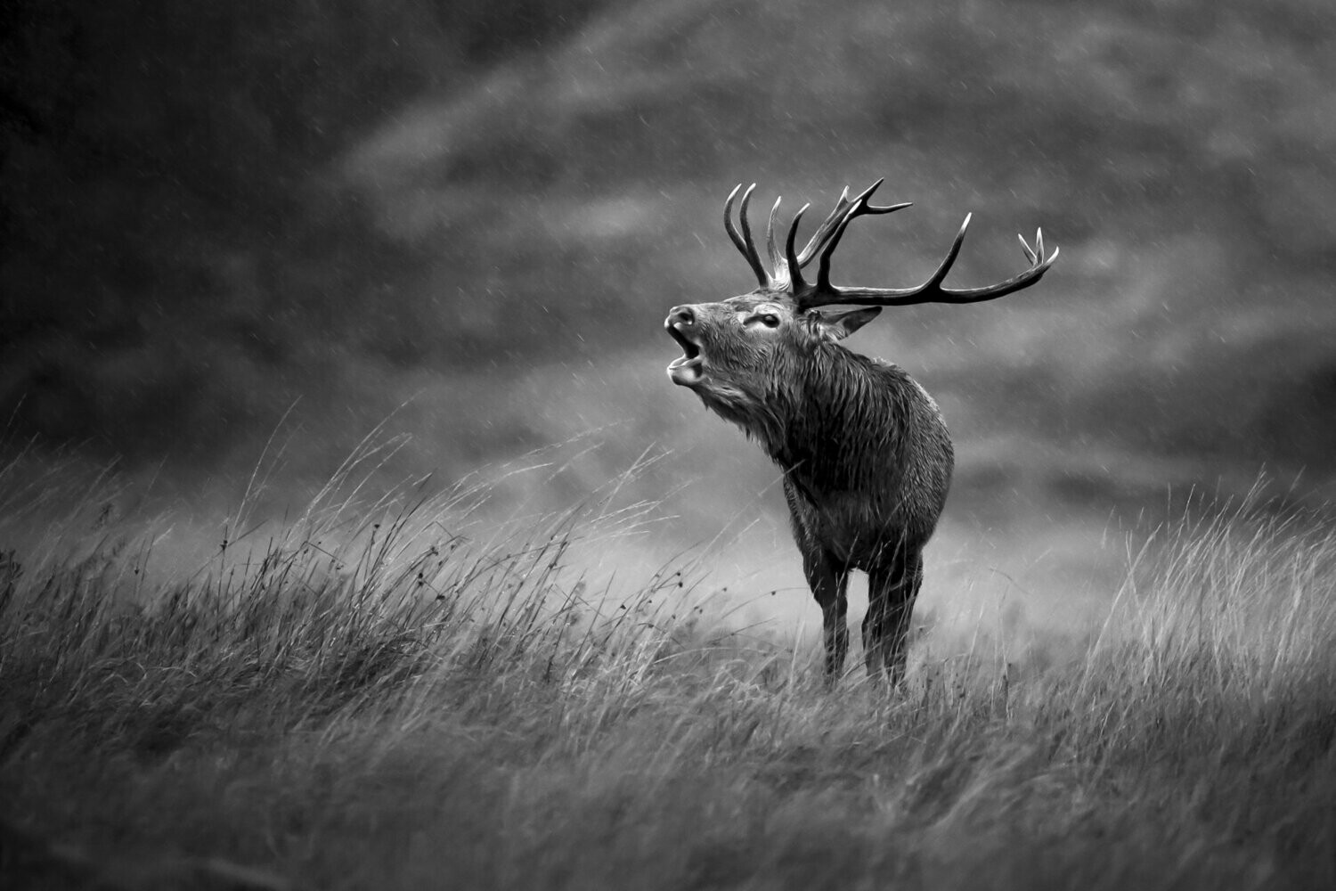 Wildlife Photography Print Prices from £40