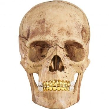 Supreme 4D Model Human Skull