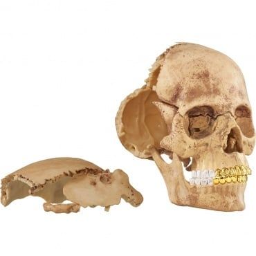 Supreme 4D Model Human Skull
