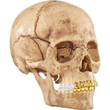 Supreme 4D Model Human Skull