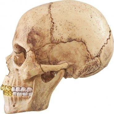 Supreme 4D Model Human Skull