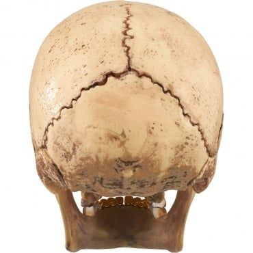 Supreme 4D Model Human Skull