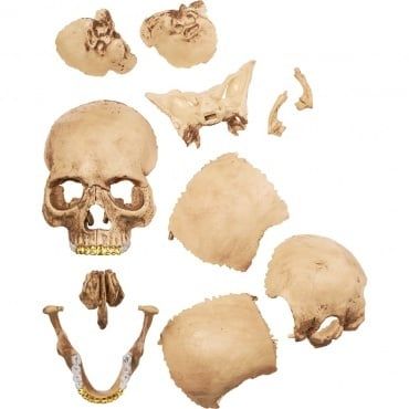 Supreme 4D Model Human Skull