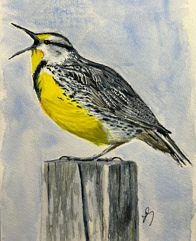 Meadowlark