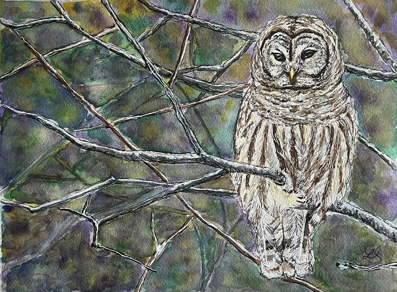 Barred Owl
