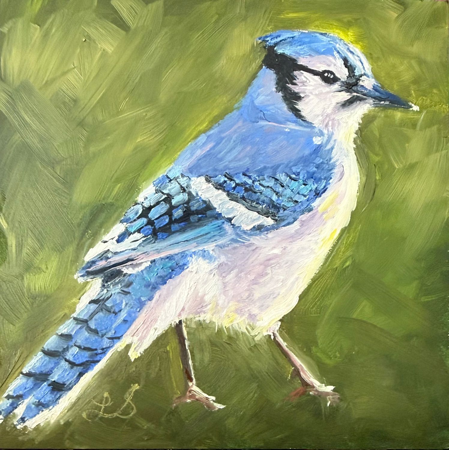 Blue Jay
