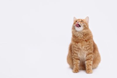 Gatos