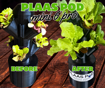 From Seedlings to Thriving Greens: The Power of PlaasPod Hydroponics in Just 18 Days!