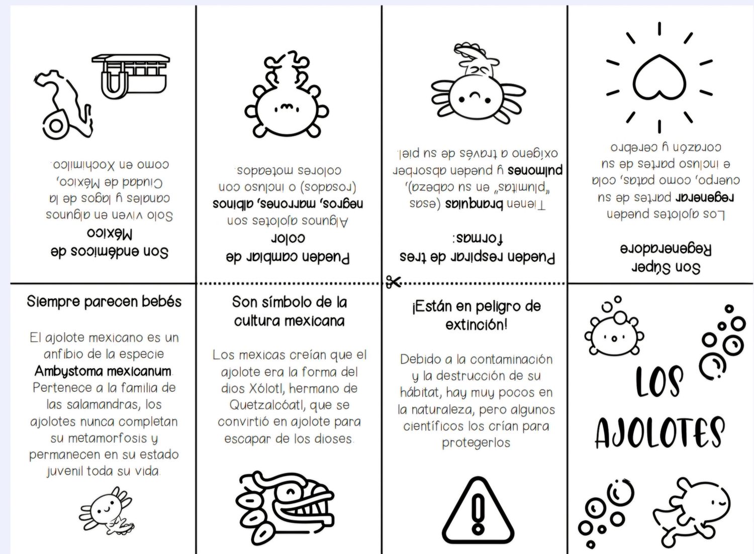 Minilibro los ajolotes