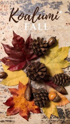 KOALUMI FALL COLLECTION