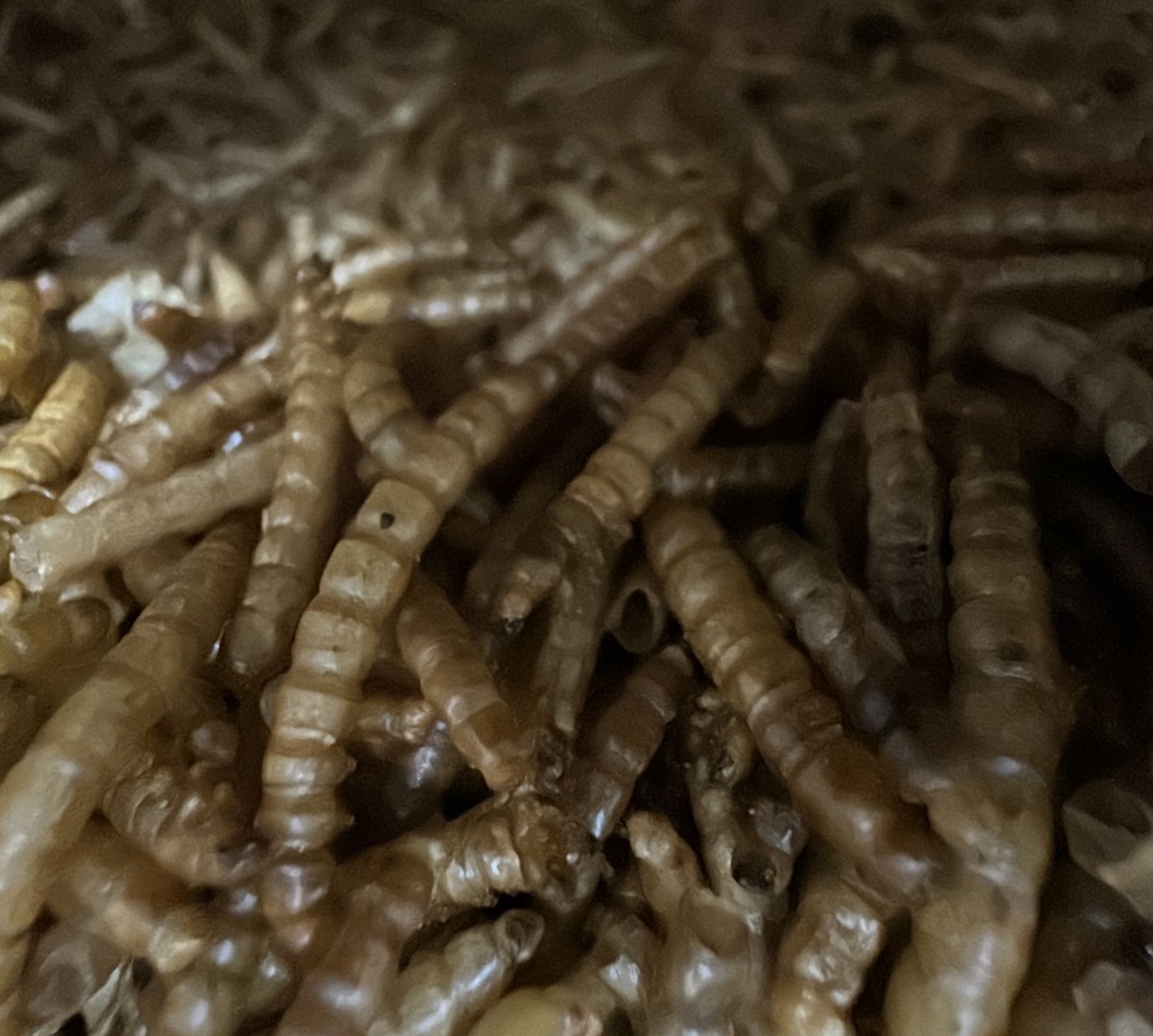 DRIED MEALWORMS £16.00 PER KG