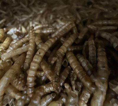 DRIED MEALWORMS £16.00 PER KG