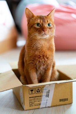 Wet Food