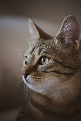 Cat Food