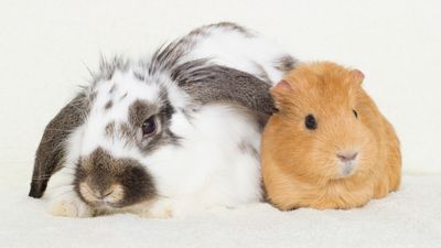 Small Animal