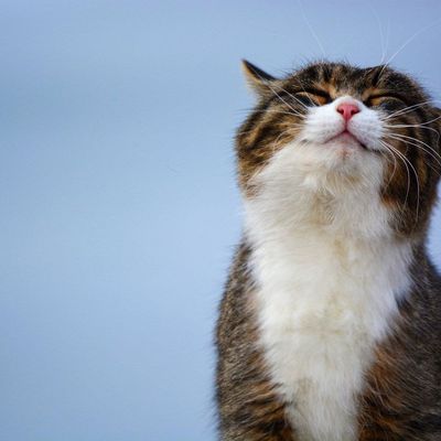 Dry Cat Foods