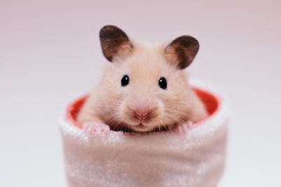 Foods &amp; Bedding