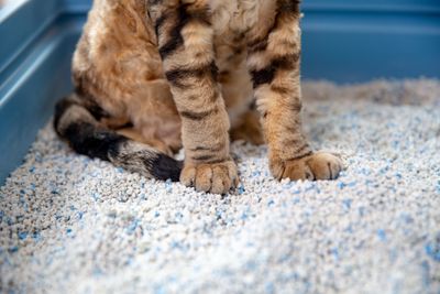 Cat Litters &amp; Litter Accessories